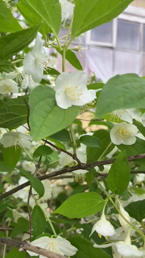 Bumblebee in white jasmine flowers Stock-Footage 241296258