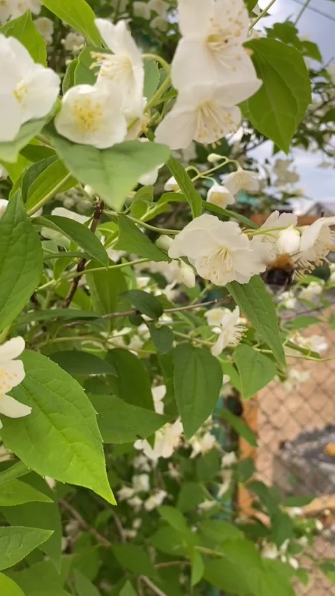 Bumblebee in white jasmine flowers Stock-Footage 241296259