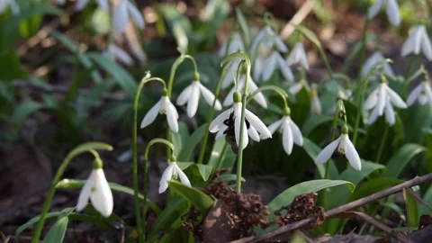 Bumblebee on white snowdrop flower is in the forest. Stock Footage 172060194