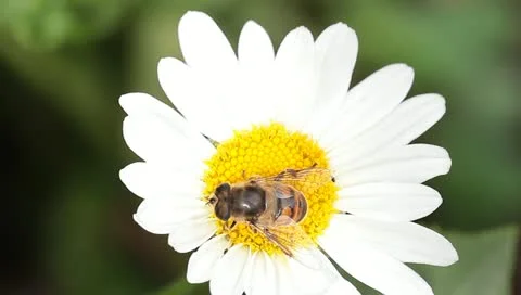 Bumblebee on a wild daisy Stock Footage 11240692