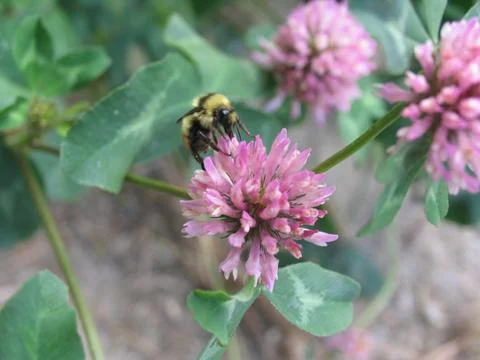Bumblebee on Wild Flower Foto stock