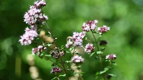 A bumblebee on wild oregano in summer Stock Footage 217378379