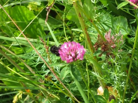Bumblebee on wildflower Stock Photos