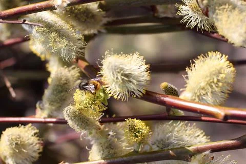 Bumblebee on a willow flower in early spring Foto stock