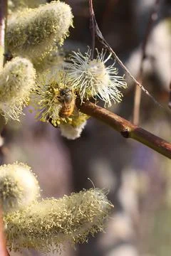 Bumblebee on a willow flower in early spring Stock Photos