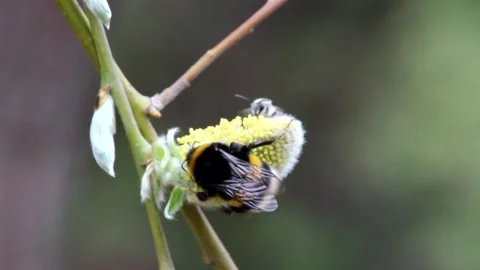 Bumblebee on willow flowers Stock Footage 156425958