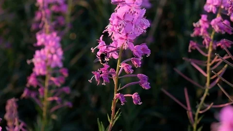Bumblebee at willow-herb flowers. Stock Footage 127271956