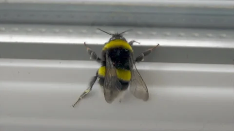 Bumblebee window Vidéo 154599456
