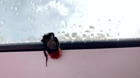 Bumblebee on the window Stock-Footage 300853976