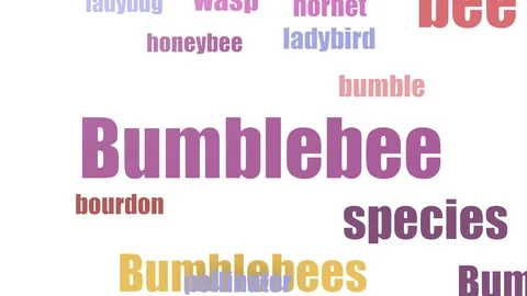 Bumblebee Animated Stock Footage ~ Royalty Free Stock Videos | Pond5