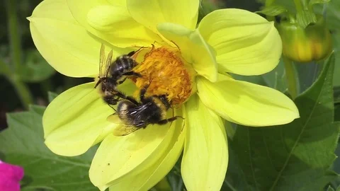 Bumblebee in work Stock Footage 79615051