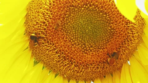 Bumblebee working and gathering pollen from sunflower in field. Field of sunflow Vídeos de archivo 158861395