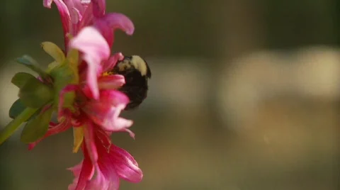Bumblebee working on a flower from the side Stock Footage 546802