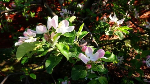 Bumblebee working on flowers Video stock 129308439