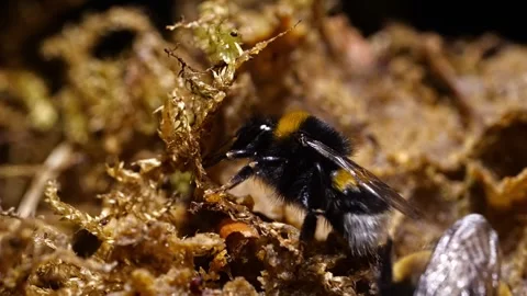 Bumblebee Working on Moss in Nest – 4K Cinematic Close-Up (Bombus terrestris) Stock-Footage 320671729