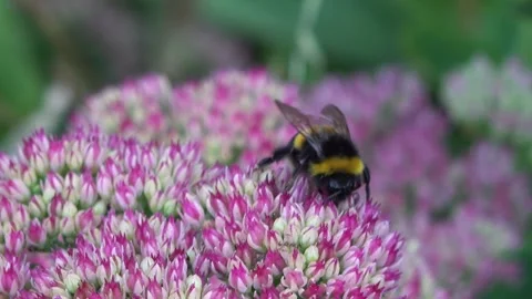 Bumblebee Working on Stonecrop Flower Part 2 Stock Footage 317318983