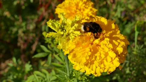 Bumblebee on a yellow beautiful flower. 動画素材 139765747