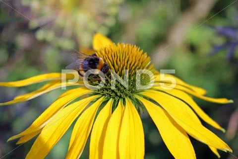 Bumblebee On Yellow Daisy Stock Photos