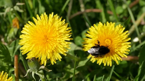 Bumblebee on a yellow dandelion eats nectar Stockbeeldmateriaal 130424327