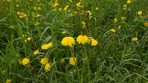 Bumblebee on a yellow dandelion Stock Footage 148311873