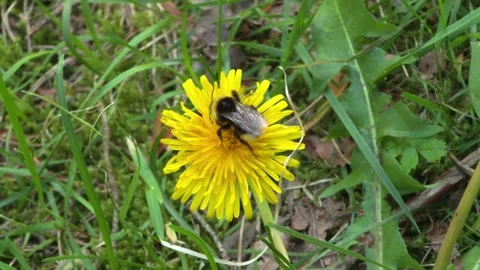 Bumblebee On Yellow Dandelion Stock Footage 334673906
