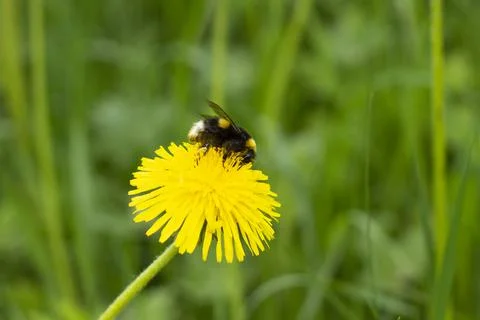 Bumblebee on a yellow dandelion. The insect pollinates the flower. Stock Photos