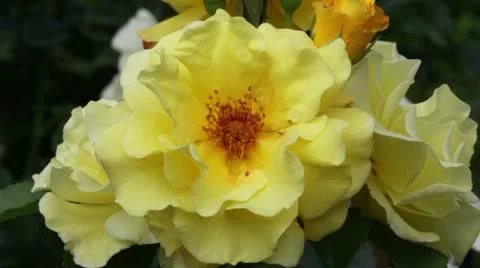 Bumblebee on yellow dog rose Stockbeeldmateriaal 11667140