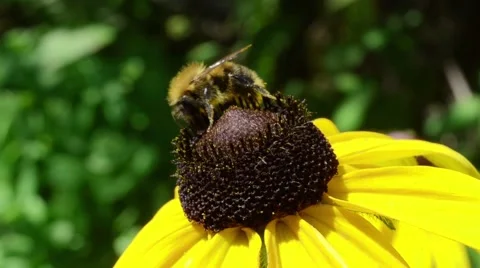 Bumblebee on a yellow flower closeup Video stock 52366837