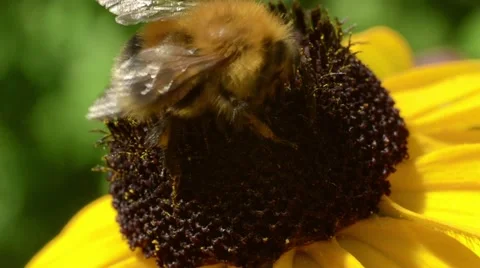 Bumblebee on a yellow flower closeup Stock Footage 52372842