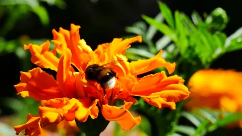 A bumblebee on a yellow flower eats nectar. Video stock 160674734