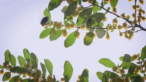 Bumblebee on a yellow flower flies Stock Footage 248728063