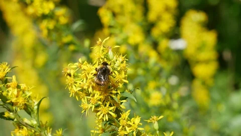 Bumblebee on a yellow flower. 動画素材 116541278