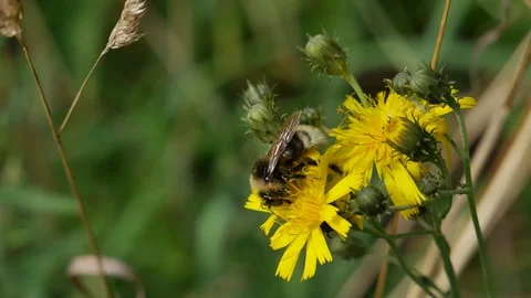 Bumblebee on a yellow flower. 動画素材 116544248