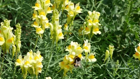 Bumblebee on a yellow flower. 스톡 동영상 116652824