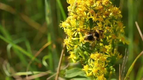 Bumblebee on a yellow flower. Stockbeeldmateriaal 117096662