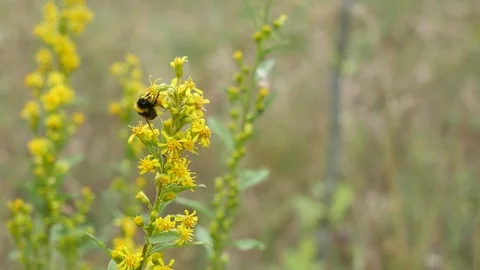 Bumblebee on a yellow flower. 스톡 동영상 117224454