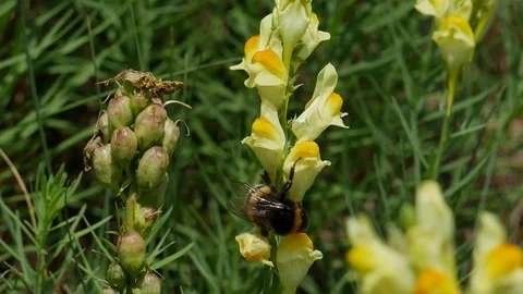 Bumblebee on a yellow flower in the forest. Stock-Footage 116544052