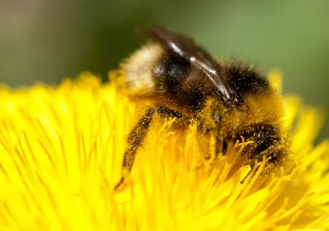 Bumblebee on yellow flower 写真素材