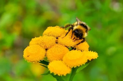 Bumblebee on a yellow flower. Stock Photos
