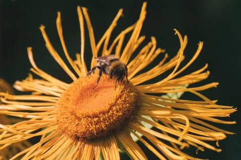 Bumblebee on a yellow flower. Stock Photos