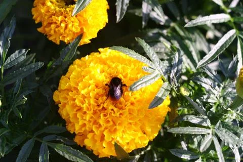 Bumblebee on a yellow flower Stock Photos