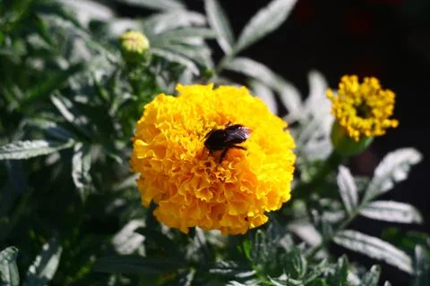 Bumblebee on a yellow flower Stock Photos
