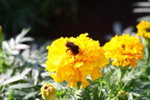 Bumblebee on a yellow flower Stock Photos