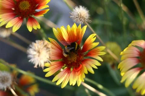 Bumblebee on a yellow flower Stock-Fotos