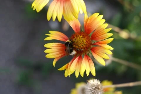 Bumblebee on a yellow flower Stock Photos