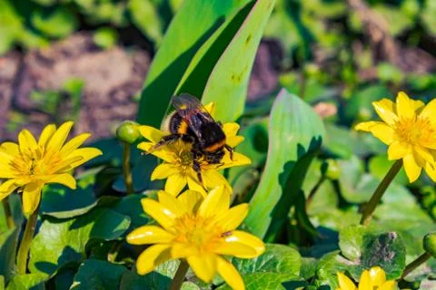 Bumblebee on a yellow flower Foto stock