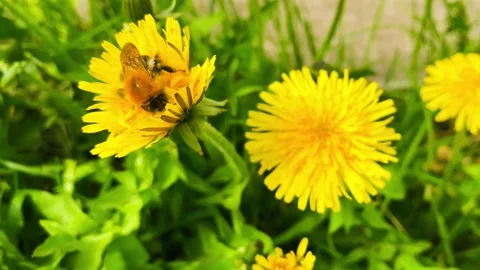 Bumblebee on yellow flower in summer. Stock Footage 194079694