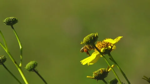 Bumblebee on Yellow Flowers- 2 Stock Footage 66521861