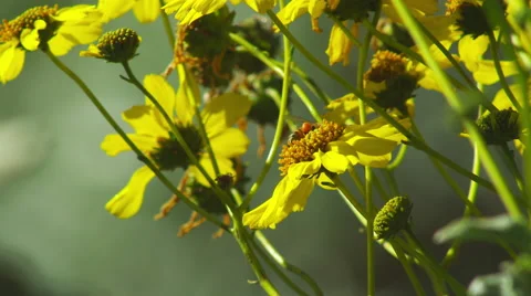Bumblebee on Yellow Flowers- 3 Stock Footage 66521907