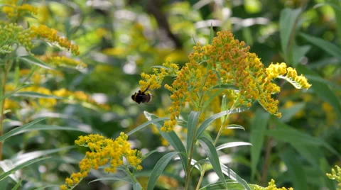 Bumblebee on the yellow flowers Stock Footage 53368038